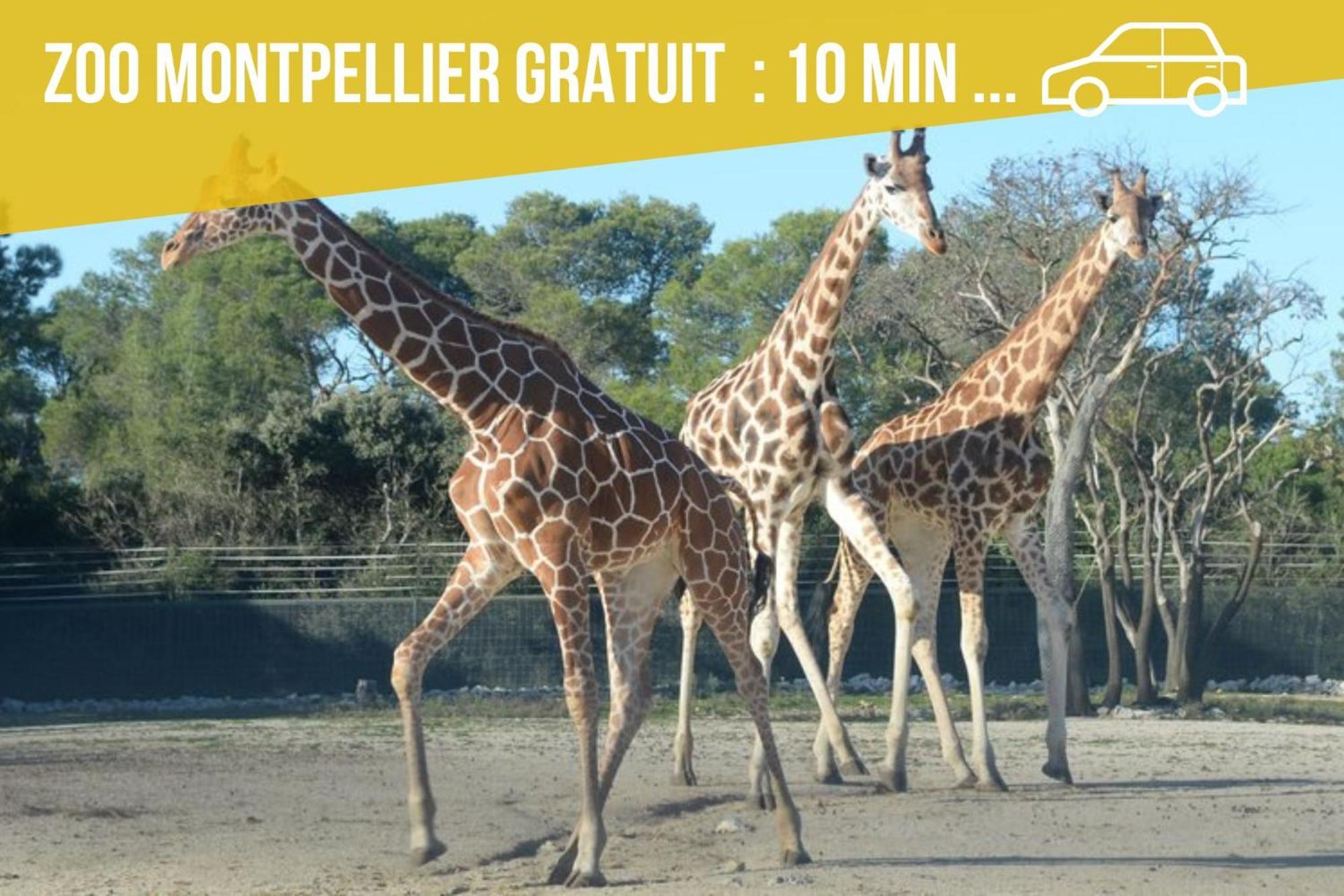 Amja Proche Clinique Saint-Roch Apt 3 Chambres 3 Salles De Bain Parking Gratuit Ideal Famille Groupe Coworking 10 Min Centre Ville 10 Min Plage 5 Min Sortie Autoroute モンペリエ エクステリア 写真